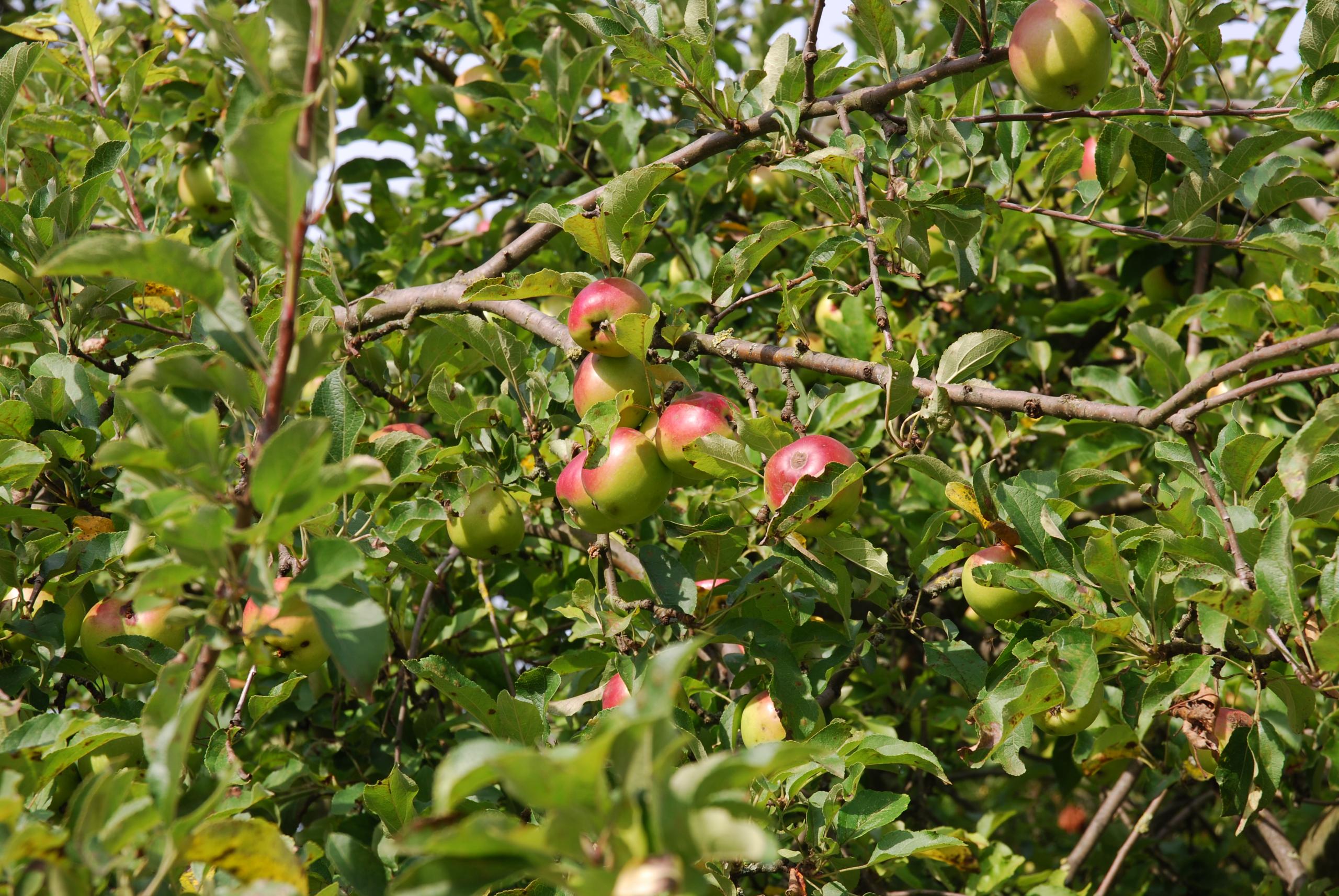 Pflückreife rote-grüne Äpfel am Baum ©Stadt Laatzen