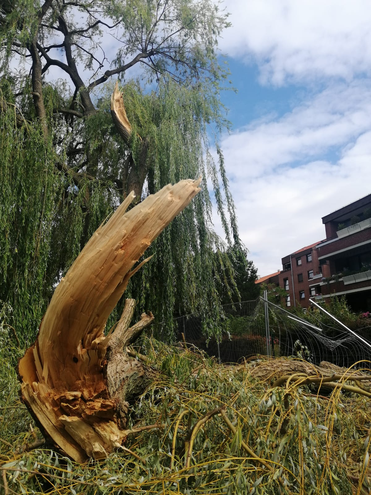 Im Vordergrund liegt der herabgestürzte, abgebrochene Ast einer Weide. Im Hintergrund der große Baum mit der Bruchstelle und ein Haus. ©Stadt Laatzen