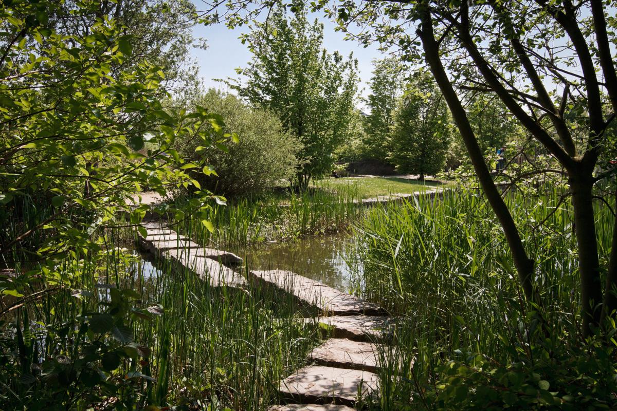 Ein Gewässer inmitten von Bäumen. Auf dem Wasser sind einige Steinbrocken zu sehen.