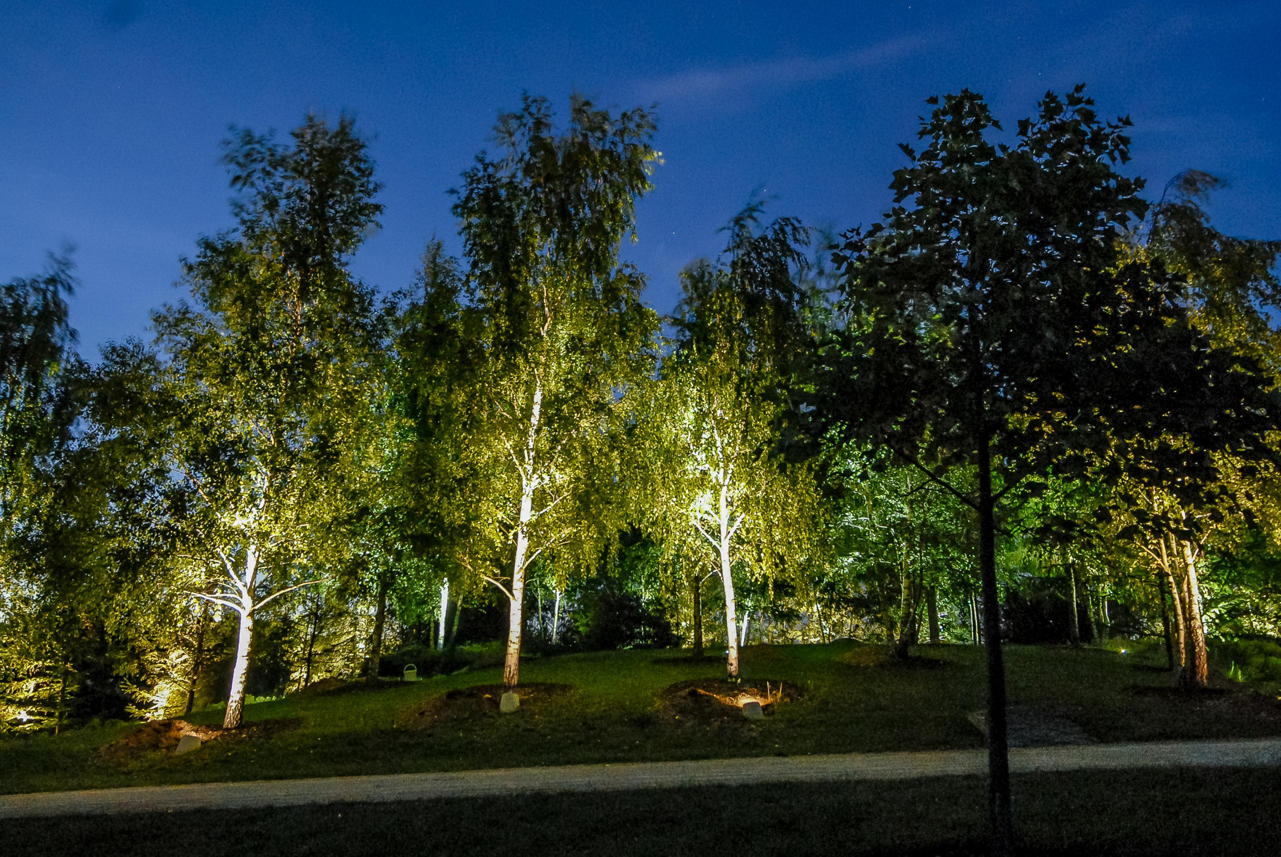 Beleuchtete Birken im Park der Sinne