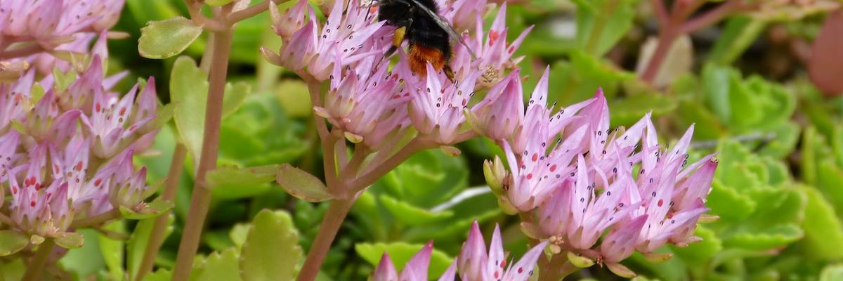 Eine Biene sitzt auf Sedum ©NABU Laatzen