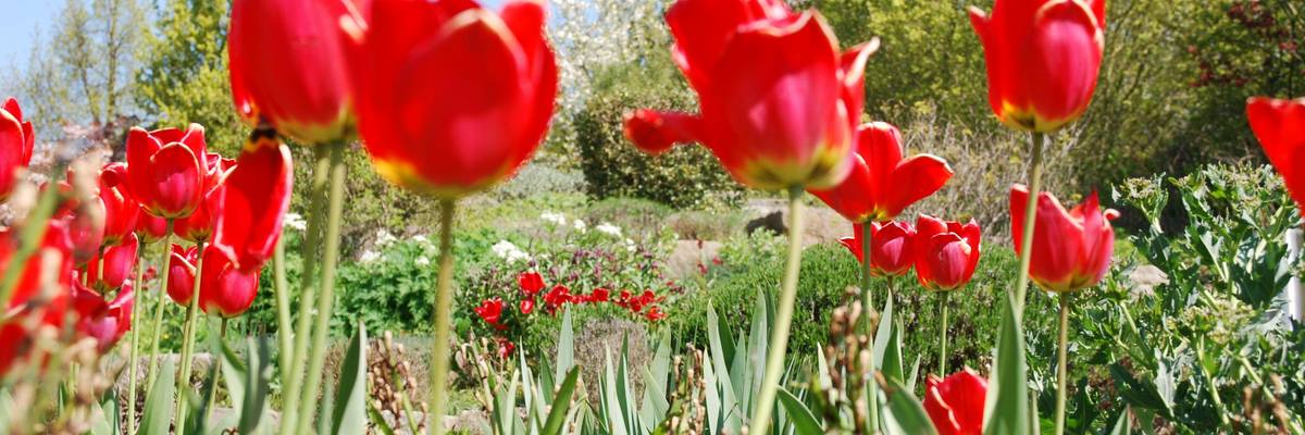 Rote Tulpen wachsen in einem steinernen Hochbeet. Das Beet steht im Park der Sinne.