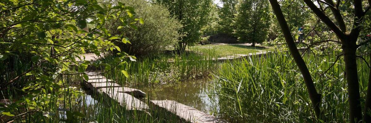Ein Gewässer inmitten von Bäumen. Auf dem Wasser sind einige Steinbrocken zu sehen.