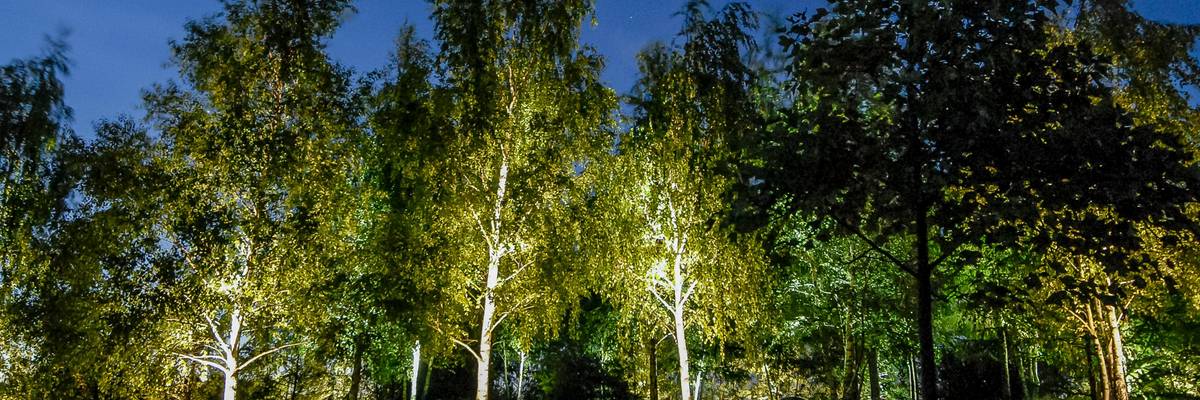 Beleuchtete Birken im Park der Sinne