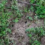 Kaum erkennbar: Zwischen grünen Gräsern sind kleine Erdlöcher im Boden.