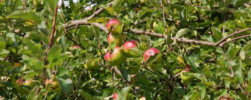 Pflückreife rote-grüne Äpfel am Baum