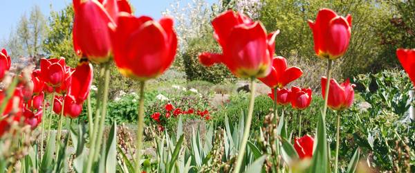 Rote Tulpen wachsen in einem steinernen Hochbeet. Das Beet steht im Park der Sinne.