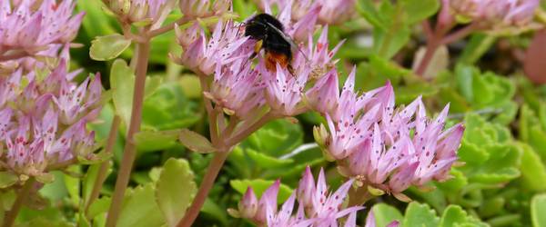 Eine Biene sitzt auf Sedum