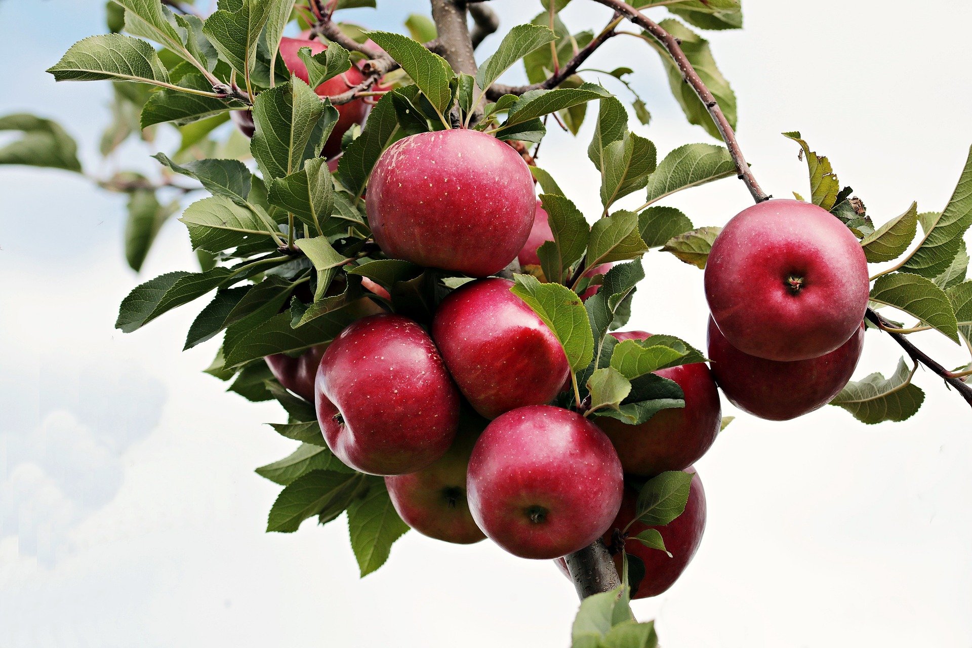 Zweig eines Apfelbaumes an welchem rote Äpfel hängen