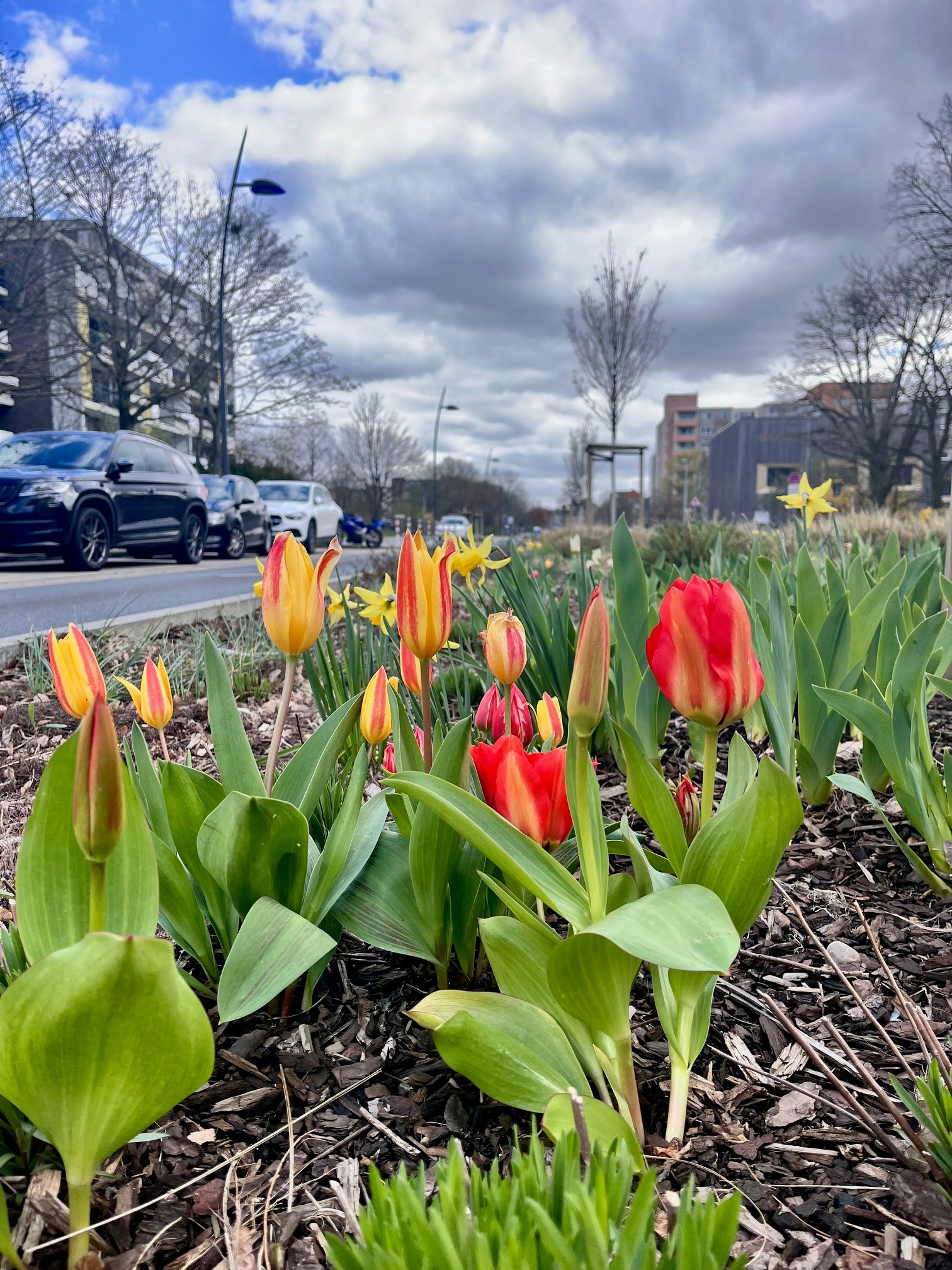 Tulpen auf der Marktstraße