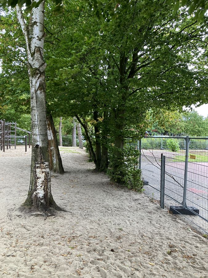 Belaubte Birken stehen an einem Metallzaun.