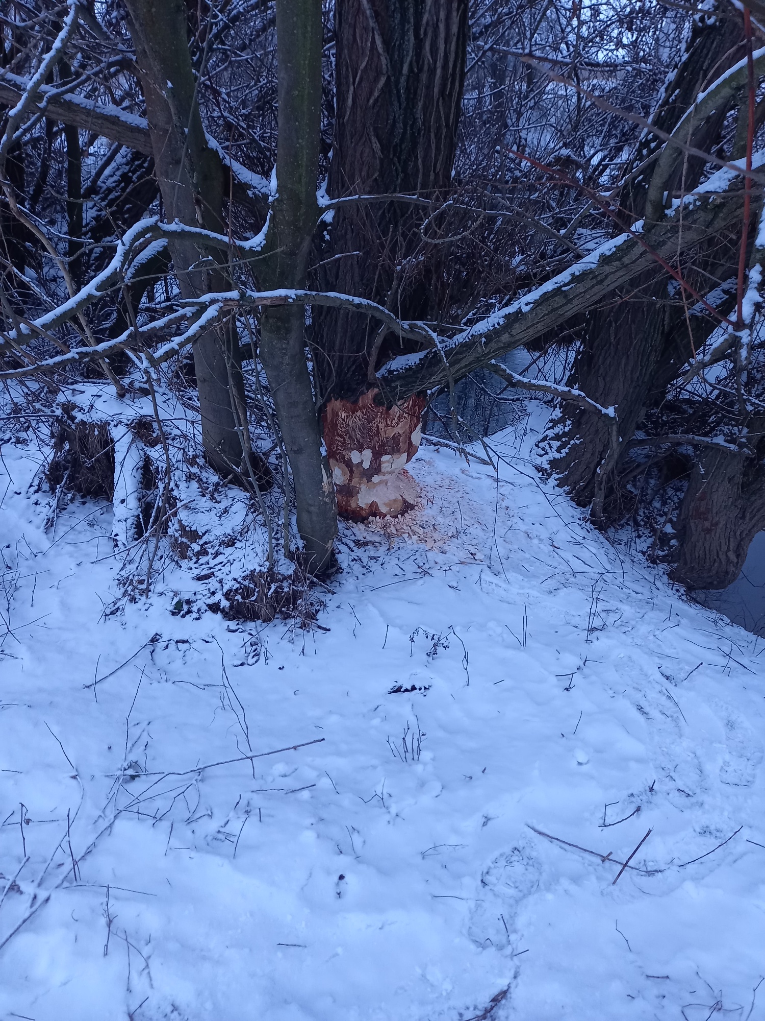 Biberspuren im unteren Stammbereich einer Weide