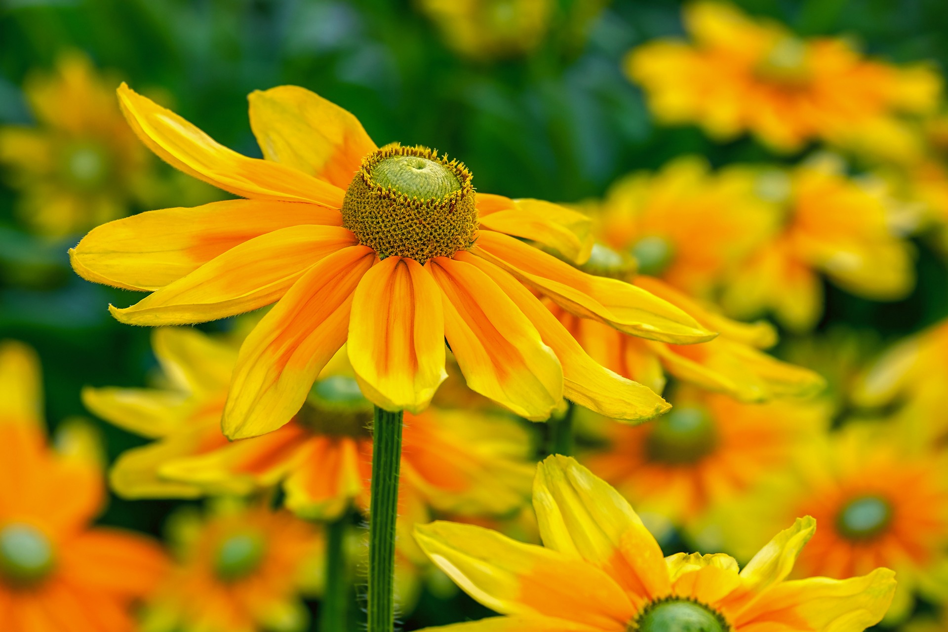 Blumen auf einer Wiese