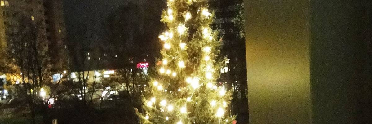 beleuchteter Weihnachtsbaum vor dem Stadthaus