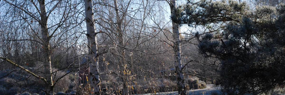 Baumgruppe im Winter, von Frost überzogen