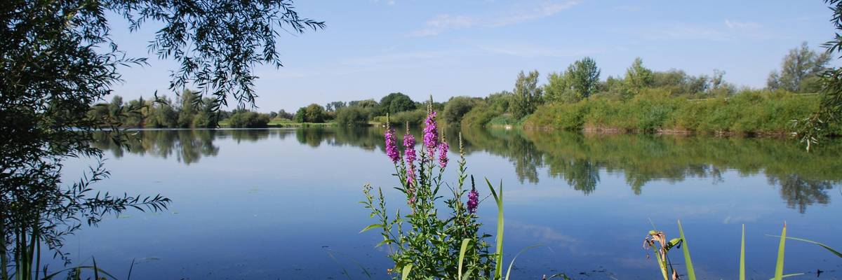 Der Koldinger Teich mit einer blühenden Wildblume im Vordergrund