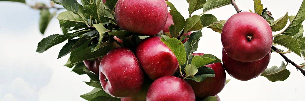 Zweig eines Apfelbaumes an welchem rote Äpfel hängen