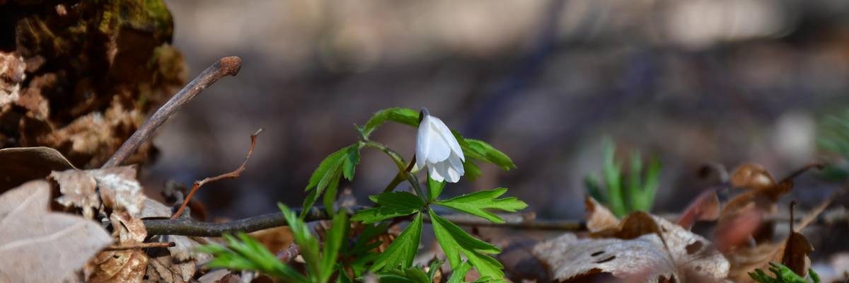 Ein kleines, weißes Buschwindröschen streckt die Blüte aus dem Boden. Der Waldboden ist mit trockenen Blätter übersät.