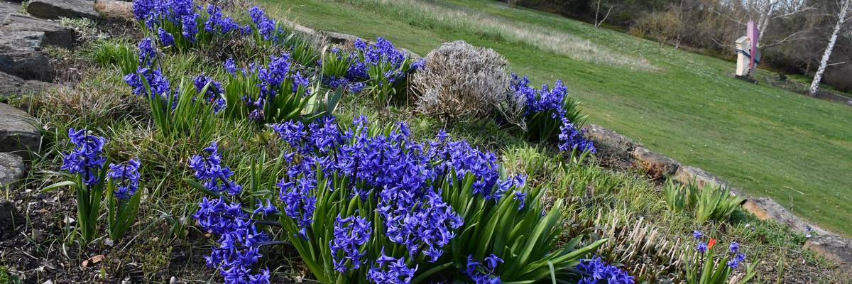 Blaue Hyazinthen blühen auf einer Wiese. Im Hintergrund ist eine große Rasenfläche zu sehen. ©Stadt Laatzen/Celine Wölk
