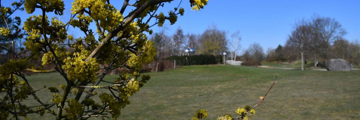 Gelbe Blüten der Zaubernuss im Park der Sinne vor einer Rasenfläche. Im Hintergrund sieht amn die Skulptir Insektenauge.