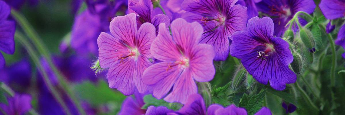 Lila Blüten des Storchschnabels, umgeben von Blättern.