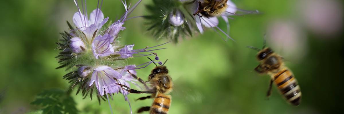 Zwei Bienen befinden sich an jeweils einer Blume während eine weitere Biene fliegt.