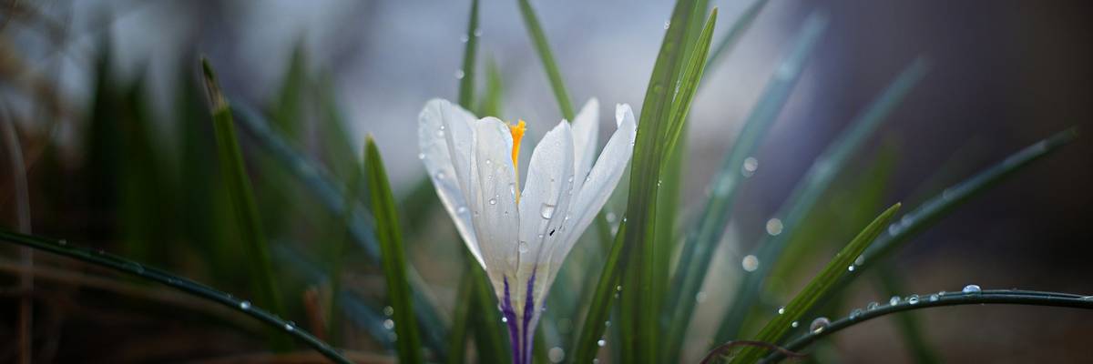 Krokus im Garten