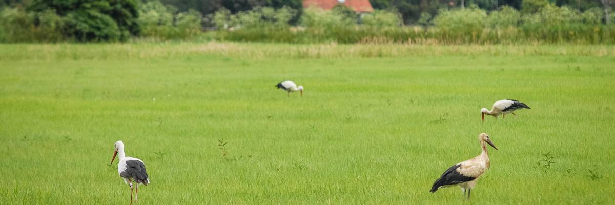 Eine Gruppe Störche steht auf einer grünen Wiese.
