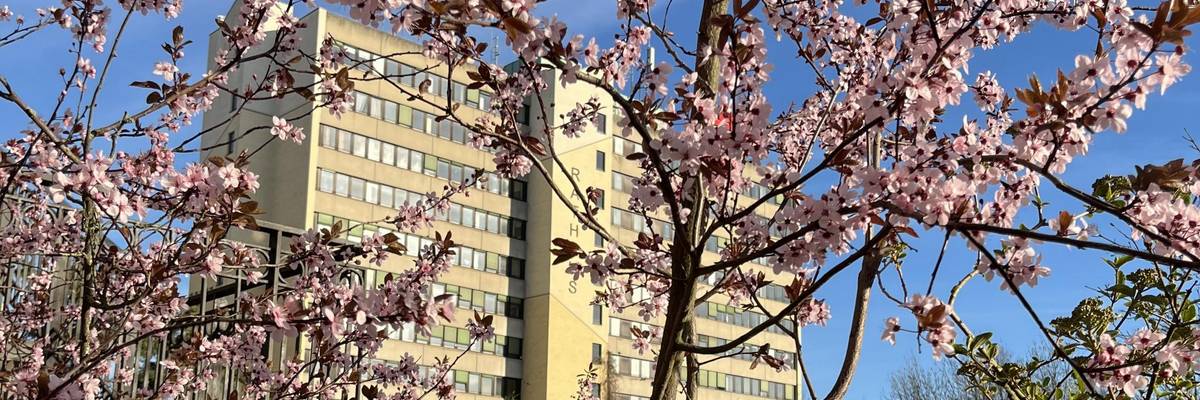 Blick auf das Rathaus. Im Vordergrund befindet sich ein blühender Kirschbaum.