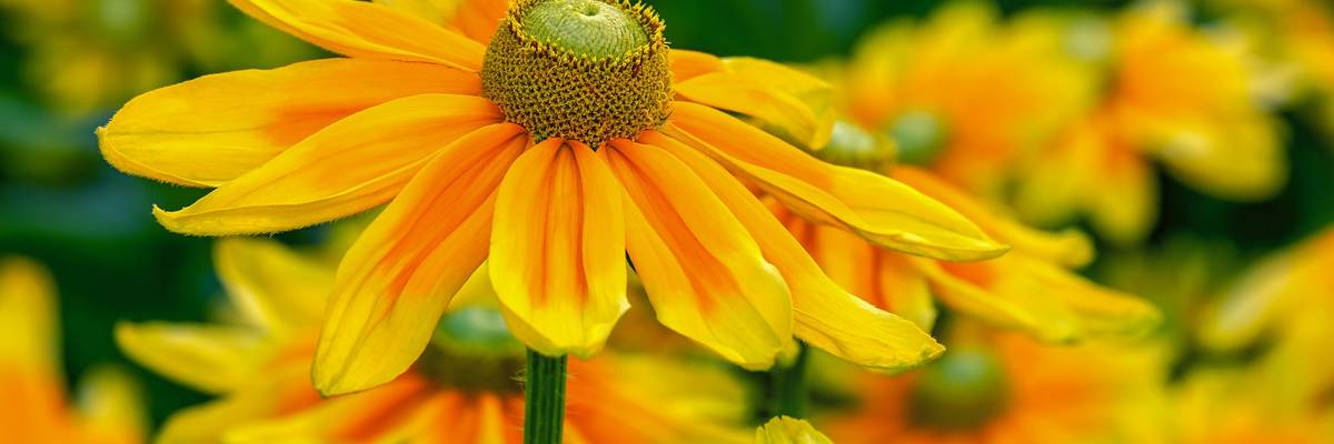 Blumen auf einer Wiese