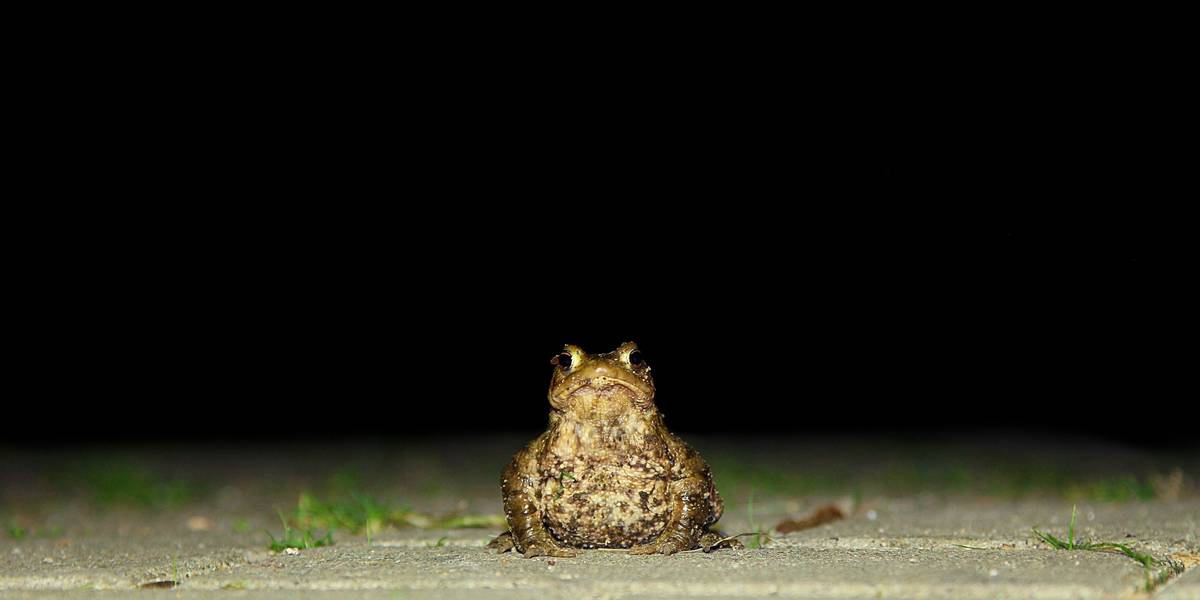 Kröte sitzt bei Dunkelheit auf einer asphaltierten Straße