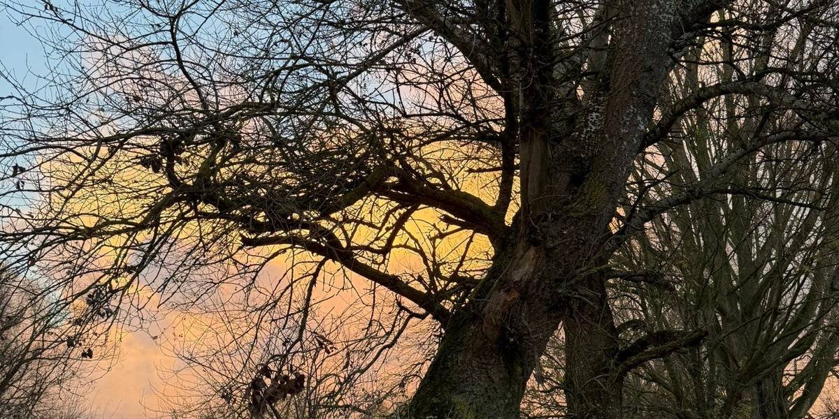 Ein Baum, der schon schief steht.