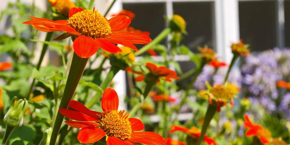 Orangene Blüten im Vordergrund eines Beetes. Im Hintergrund ist ein Fachwerkhaus zu sehen.