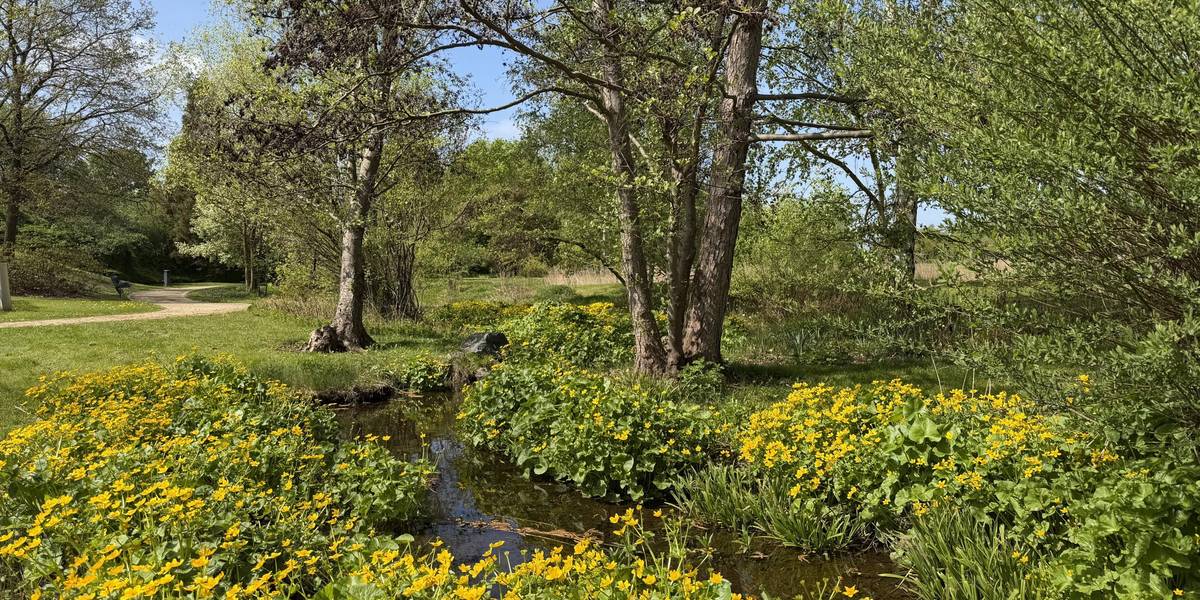 Bachlauf im Park der Sinne © Stadt Laatzen Ein kleiner BAch, der an allen Seiten mit gelben Blüten bewachsen ist.