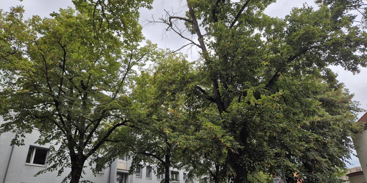 Pflegearbeiten in Alt-Laatzen © Stadt Laatzen Bild von Bäumen mit abgestorbenen Ästen.