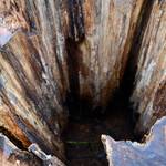 Ein Stück eines Baumstammes, von dem nur noch die äußere Rinde zu sehen ist.