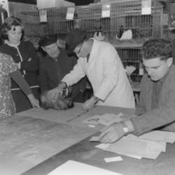 Kaninchen wird gemessen, im Hintergrund Stall mit weiteren Kaninchen