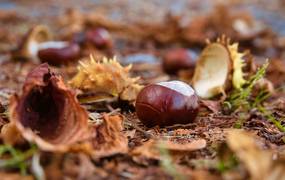 Braune Blätter und zahlreiche Kastanien liegen auf einem waldigen Boden.