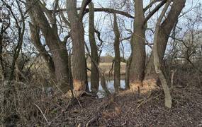 foto baumbruch biber 3