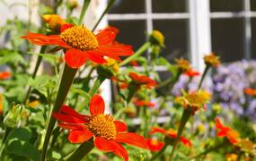Orangene Blüten im Vordergrund eines Beetes. Im Hintergrund ist ein Fachwerkhaus zu sehen.