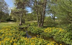 Ein kleiner BAch, der an allen Seiten mit gelben Blüten bewachsen ist.