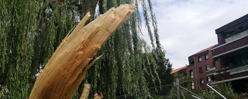Im Vordergrund liegt der herabgestürzte, abgebrochene Ast einer Weide. Im Hintergrund der große Baum mit der Bruchstelle und ein Haus.