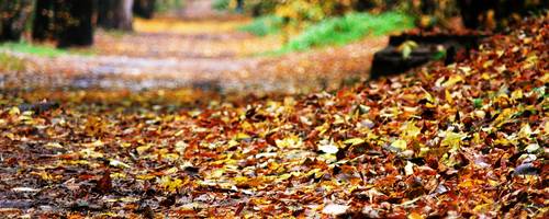 Weg mit Bäumen rechts und links, in der Mitte liegt gelb verfärbtes Laub