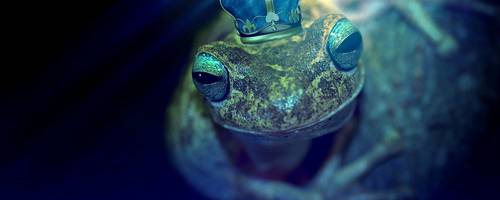 Frosch in einem See, auf dem Kopf des Frosches befindet sich eine gezeichnete Krone.