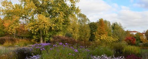 Gelb verfärbtes Laub an Bäumen, davor blühen Herbstastern.