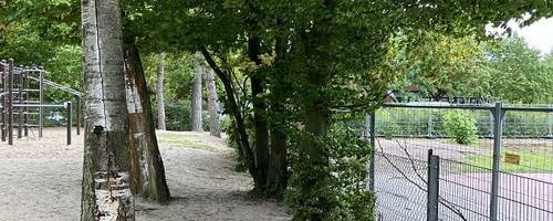 Belaubte Birken stehen an einem Metallzaun.