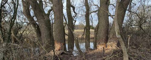 foto baumbruch biber 3