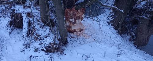 Biberspuren im unteren Stammbereich einer Weide