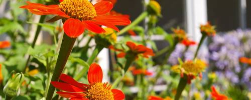 Orangene Blüten im Vordergrund eines Beetes. Im Hintergrund ist ein Fachwerkhaus zu sehen.