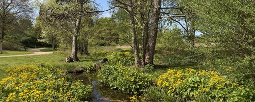 Ein kleiner BAch, der an allen Seiten mit gelben Blüten bewachsen ist.